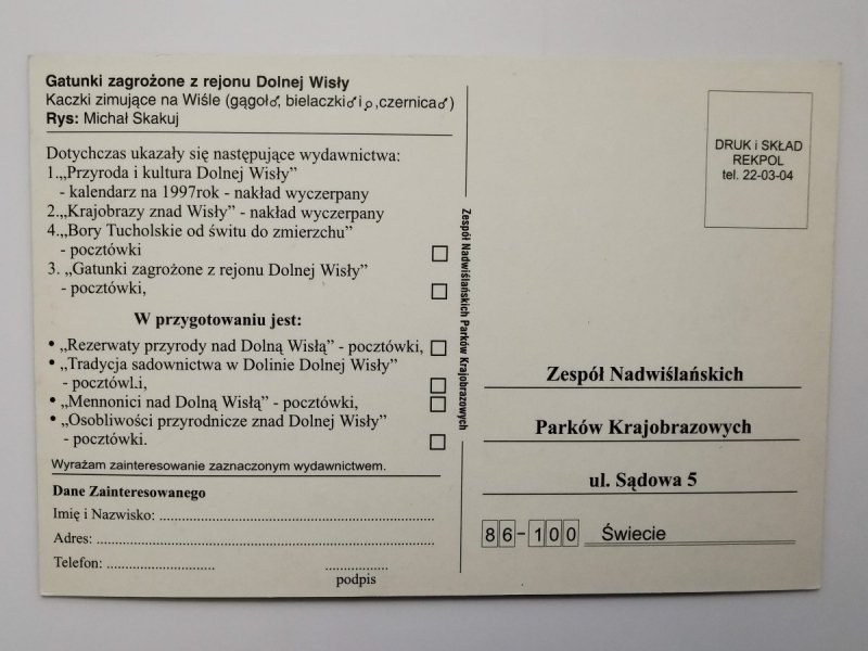 KACZKI ZIMUJĄCE NA WIŚLE RYS. MICHAŁ SKAKUJ
