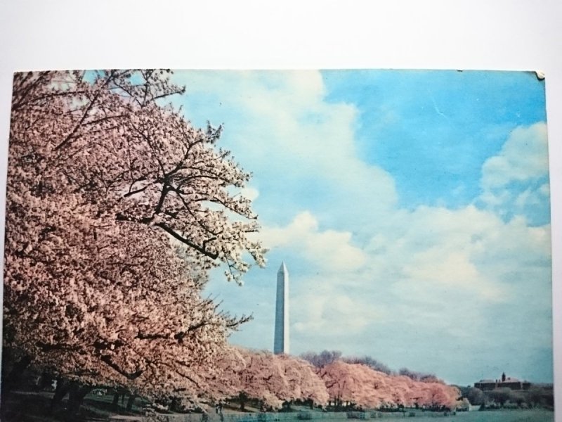 WASHINGTON MONUMENT. CHERRY BLOSSOM TIME