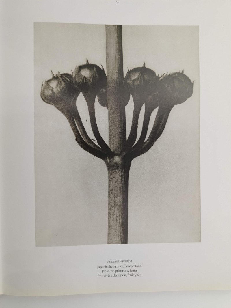 KARL BLOSSFELDT 25. TASCHEN