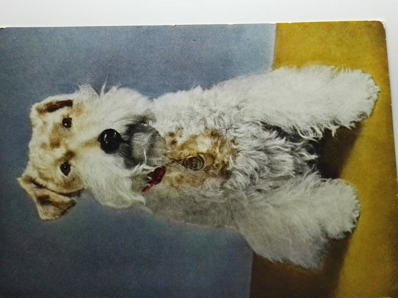 FOX TERRIER