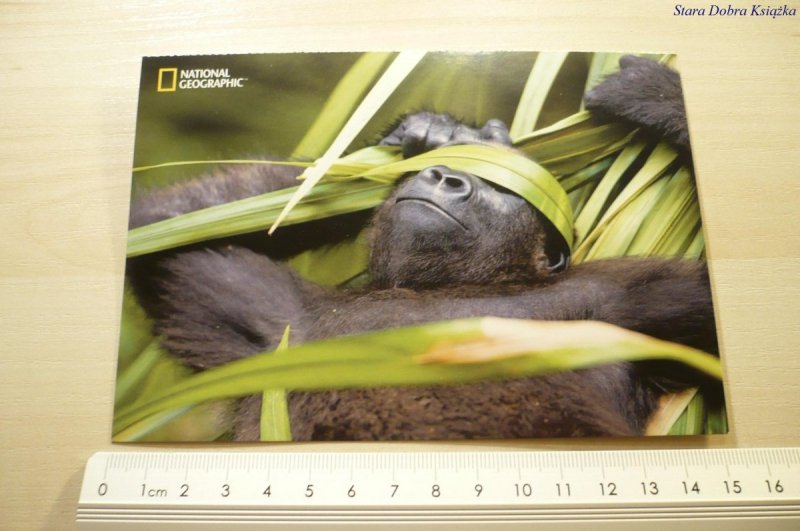 LOWLANDD GORILLA