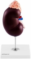 Nerka - model anatomiczny - skala 1,5:1 Physa 10040339 4062859971722