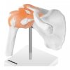 Staw barkowy - model anatomiczny PHYSA 10040245 PHY-SJ-1