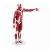 Ciało człowieka 76 cm - model anatomiczny PHYSA 10040349 PHY-BM-5