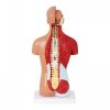 Tułów człowieka - model anatomiczny PHYSA 10040320 PHY-HT-1