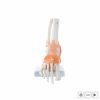 Staw skokowy - z więzadłami - model anatomiczny Physa 10040247 PHY-FM-1