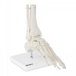 Staw skokowy - model anatomiczny PHYSA 10040258 PHY-FM-2