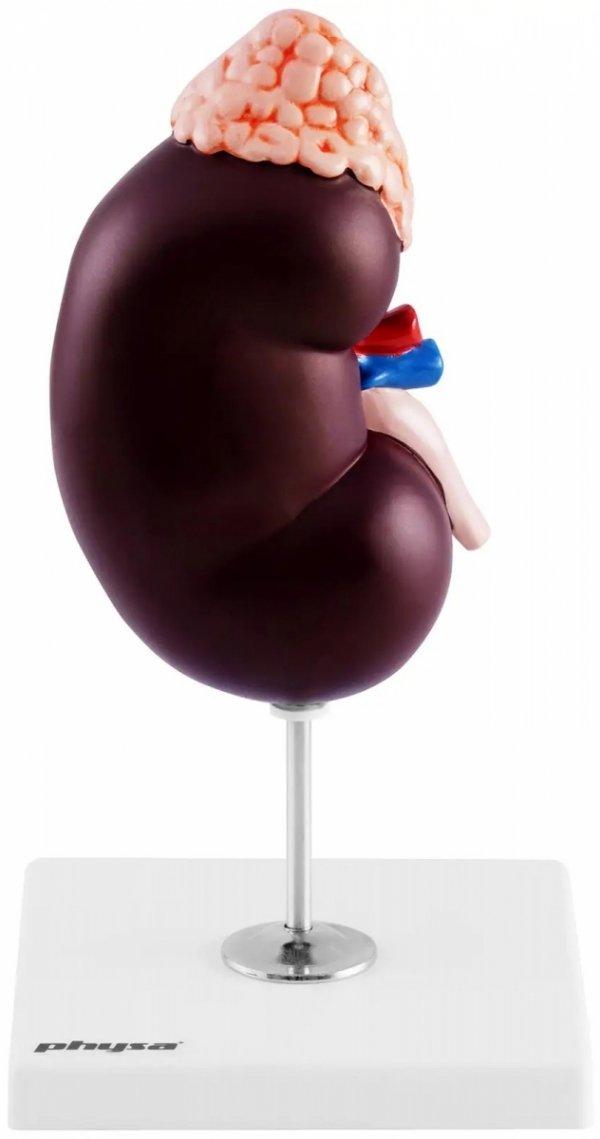 Nerka - model anatomiczny - skala 1,5:1 Physa 10040339 4062859971722