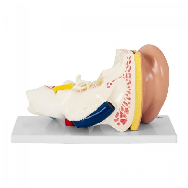 Ucho - model anatomiczny PHYSA 10040319  PHY-EM-1