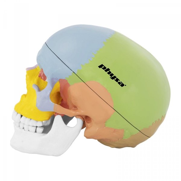 Czaszka człowieka - model anatomiczny - kolorowy physa 10040239 PHY-SK-3