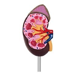 PHYSA Nerka - model anatomiczny 10040315  PHY-KM-1
