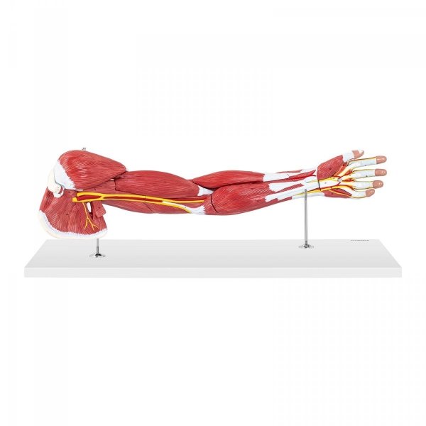 Ramię - model anatomiczny PHYSA 10040314 PHY-AM-1