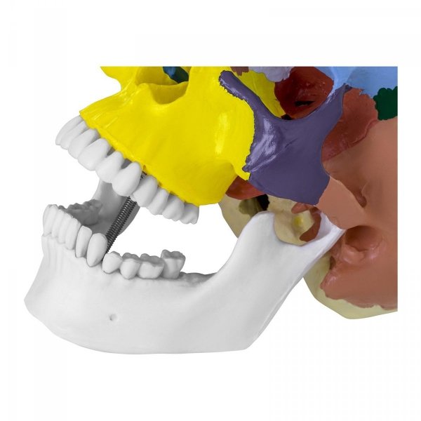 Czaszka człowieka - model anatomiczny - kolorowy PHYSA 10040239 PHY-SK-3