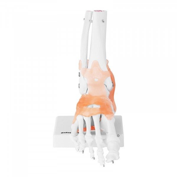 Staw skokowy - z więzadłami - model anatomiczny Physa 10040247 PHY-FM-1