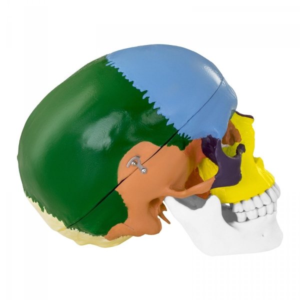 Czaszka człowieka - model anatomiczny - kolorowy PHYSA 10040239 PHY-SK-3
