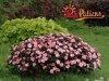Impatiens SunPatiens Vigorous Coral uprawa