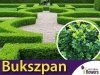 Bukszpan wieczniezielony (Buxus sempervirens) Sadzonka