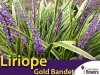 Liriope Szafirkowa (Liriope muscari) 'Gold Banded' sadzonka