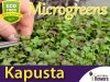 Microgreens - Kapusta - Mizuna mieszanka odmian 2g