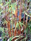 sadzonki bambusów czerwonych