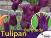 Tulipan liliokształtny 'Burgundy' (Tulipa) CEBULKI