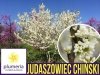 Judaszowiec chiński SHIROBANA (Cercis chinensis) biały Sadzonka C3