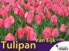 tulipan różowy Van Eijk