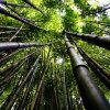 Sadzonki bambusa nigra sklep