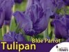 Tulipan Papuzi 'Blue Parrot' (Tulipa) CEBULKI