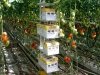 plantację pomidorów papryk borówek 