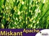 Miskant 'Apache' (Miscanthus sinensis) Paskowana trawa Sadzonka
