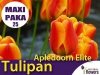 MAXI PAKA 25 szt Tulipan Darwina 'Apledoorn Elite'