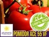 BIO pomidor ACE 55VF, nasiona z certyfikatem, jak wysiewać nasiona Bio
