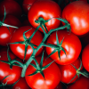 Stare odmiany pomidorów
