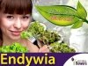 Baby Leaf Endywia MIX (Cichorium endivia)