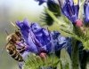 żmijowiec babkowaty dla pszczół wysiew