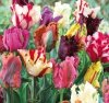 Pola tulipanów