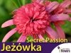 Jeżówka odmiana Secret Passion łatwa uprawa