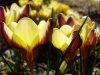 Krokus 'Advance' o żółto-purpurowych kwiatach