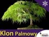 Klon Palmowy 'Dissectum' Szczepiony (Acer palmatum var.dissectum viride) Sadzonka