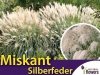 Miskant chiński 'Silberfeder'(Miscanthus sinensis) Sadzonka