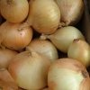 Wysiew cebuli z nasion jesienią
