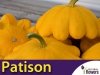 Dynia Patison Orange