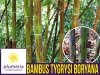 Czarny Bambus Tygrysi BORYANA Mrozoodporny (Phyllostachys nigra) Sadzonka XL-C5