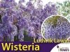 Wisteria Glicynia kwiecista LUDWIK LAWIN (Wisteria floribunda) Sadzonka