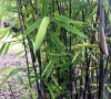 Bambus Mrozoodporny BLACK PEARL jak uprawiać