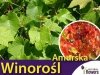Winorośl amurska (Vitis amurensis) Sadzonka