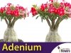 Adenium Mini Baobab