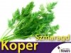 Koper ogrodowy Szmaragd(Anethum graveolens)
