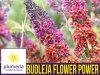 Budleja 'Flower Power' (Buddleia) Rarytas ! Sadzonka